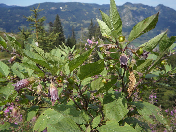 Belladonna, Bush, toksyczne, roślina, alpejska, Allgäu, góry