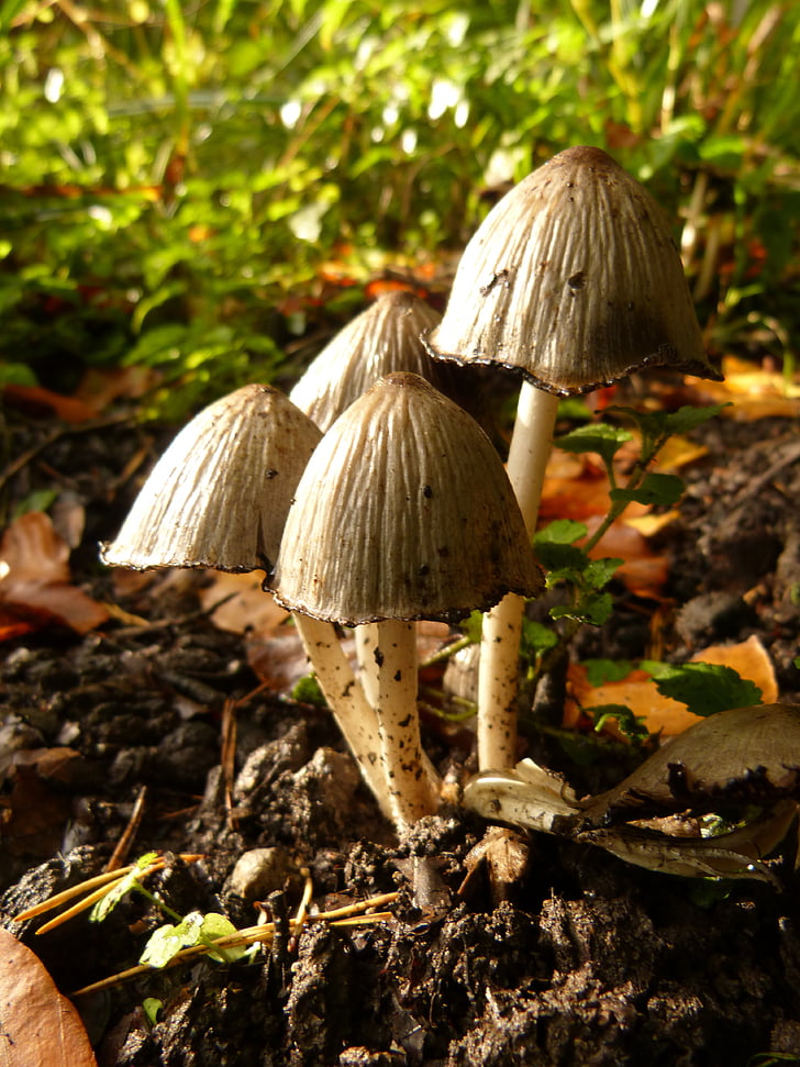 jamur, jamur, hutan, beracun, musim gugur, hadiah, alam
