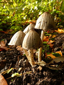fungo, funghi, foresta, tossico, autunno, regalo, natura