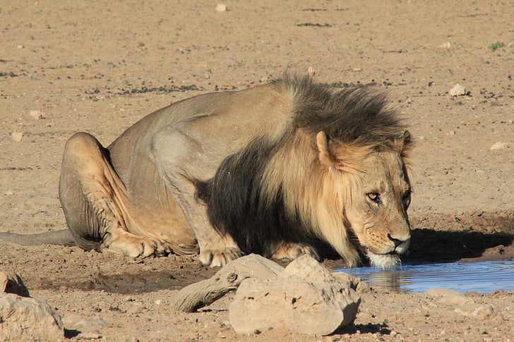 lion, drinking, waterhole, safari, water, africa, wildlife