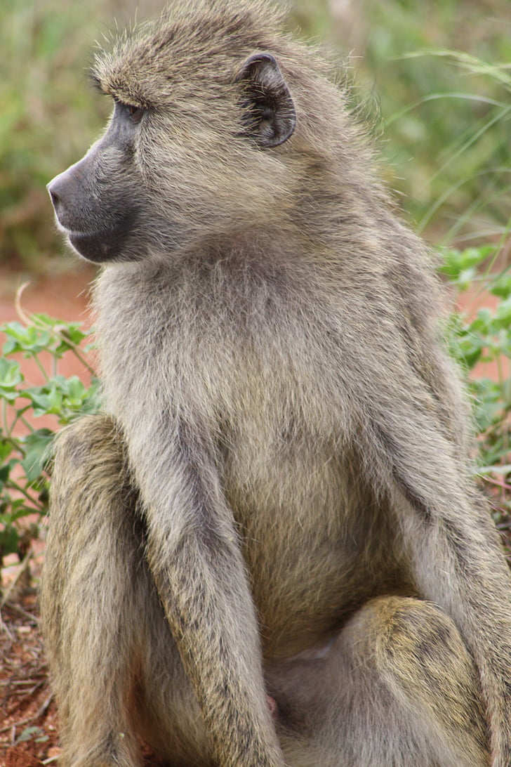 μαϊμού, Αφρική, σαφάρι, εθνικό πάρκο, Κένυα