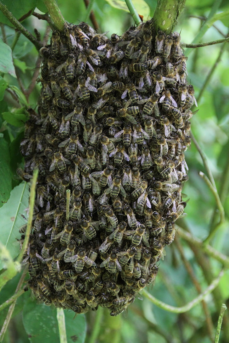 bees, swarm of bees, pollinator, honey, honey bee