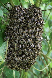 včely, roj včel, opylovačů, Honey, včela medonosná