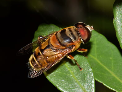 fly, drone fly, hover fly, flower fly, insect, syrphid, syrphid fly