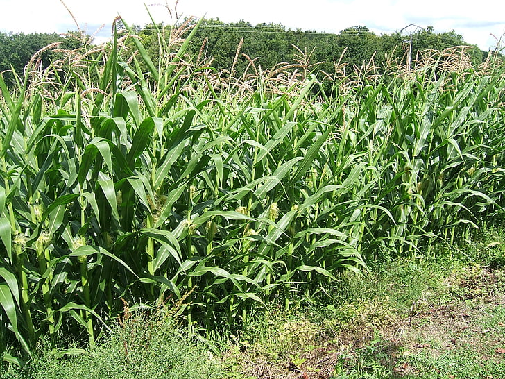 поле, шипове, царевица, зърнени култури, Селско стопанство, култури, ферма
