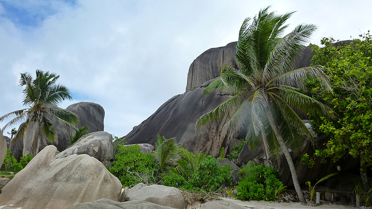 Seychellerna, palmer, Indiska oceanen, vacker strand, stranden, ön, Sand