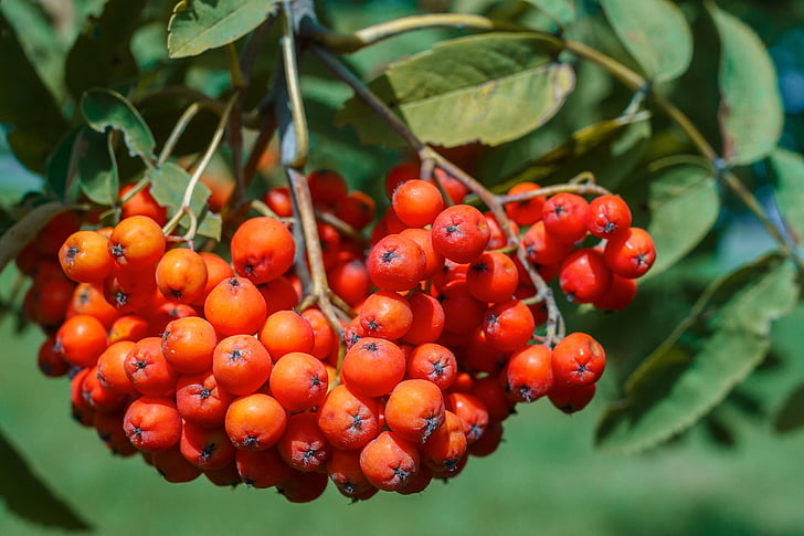 Serbal, Berry, rojo, fruta, planta, naturaleza, brillante