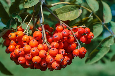 ROWAN, Berry, červená, ovocie, rastlín, Príroda, svetlé