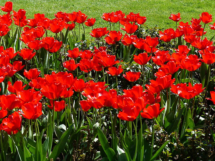 květiny, tulipány, červená, závod, Příroda, jaro, květ