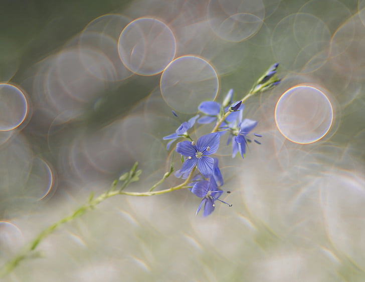 honorary award, bokeh, meadow, weed, grassland plants, grass, nature