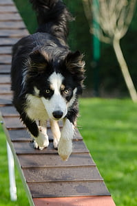 agility, web, catwalk, training, dog training