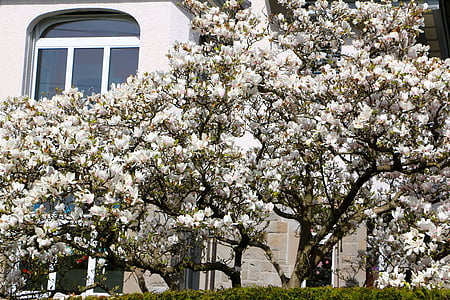 fenêtre de, sur, arbre, Magnolia, fleurs