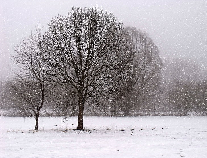 τοπίο, Χειμώνας, κρύο, συννεφιά, καιρικές συνθήκες, χειμερινές καιρικές συνθήκες, δέντρα