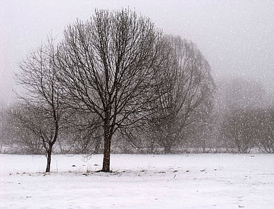 paisagem, Inverno, frio, tempo nublado, tempo, clima de inverno, árvores