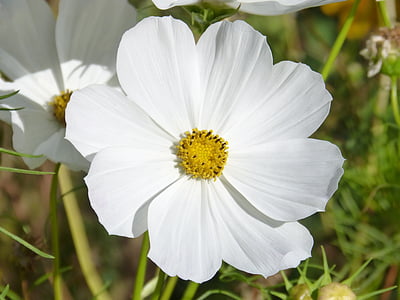 flor, flor blanca, cosmos blanco, Cosmos bipinnatus, Mirasol, naturaleza, verano