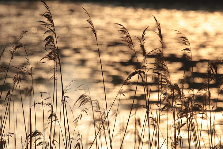 grassen, natuur, Friesland, water, zonsondergang, zomer, landbouw