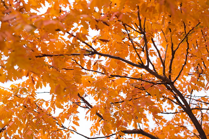 nature, landscape, orange, leaves, trees, autumn, fall