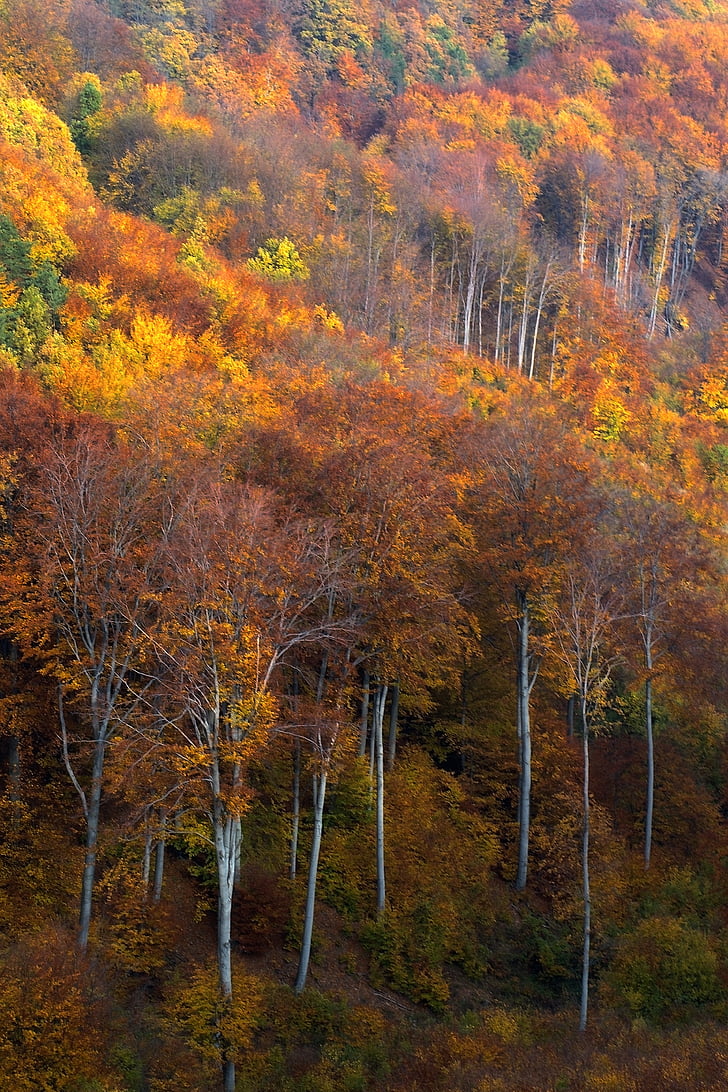 匈牙利, mátra 山脉, 景观, 秋灯, 秋天的树林, 山脉, 美