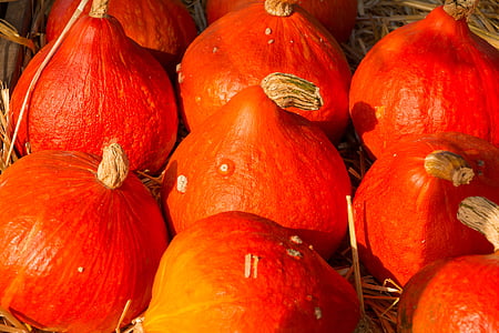 abóbora, Outono, dia das bruxas, laranja, atreva-se, das culturas, festival da colheita