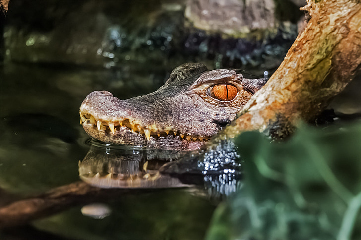 крокодил, зъби, животните, животни, природата, опасност, влечуги