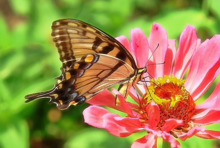 пеперуда, циния, лястовича опашка, розово, цвете, природата, фауна