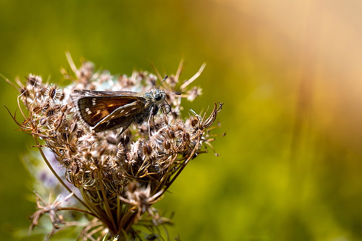 skipper, butterfly, insect, nature, flight insect, summer, close