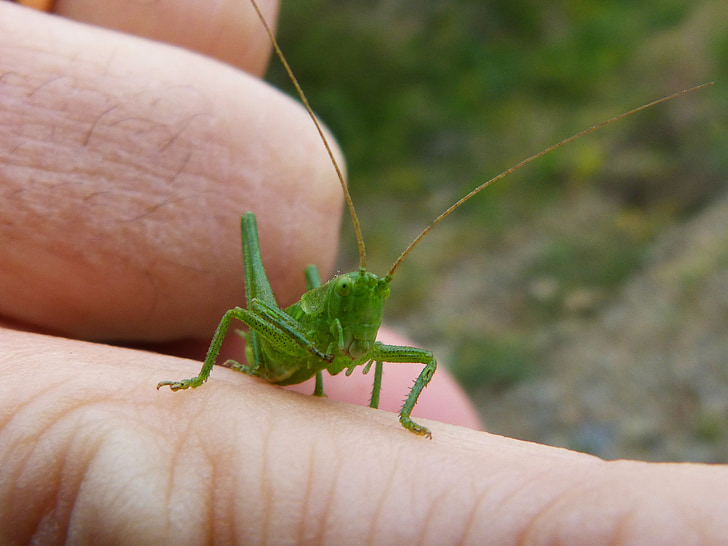 grön gräshoppa, Tiny, Hummer, finger, gräshoppa, leddjur
