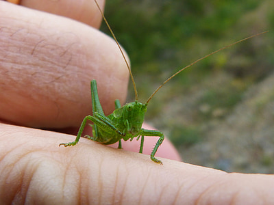 kobylka zelená, malý, Humr, prst, kobylka, členovec