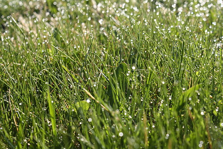 grass, dew, green, summer, nature, growth, lawn