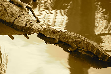aligator, reptilă, Gator, animale, natura, faunei sălbatice, periculoase