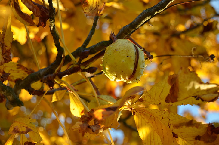 kostanj, drevo, jeseni, listi, rumena, narave, svetlobe