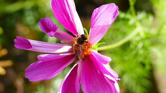 фіолетовий, квітка, Бджола, пурпурні квіти, Пурпурна квітка, Природа, завод