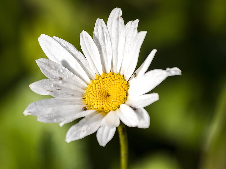 Marguerite, Blume, Blüte, Bloom, Anlage, Natur, Daisy