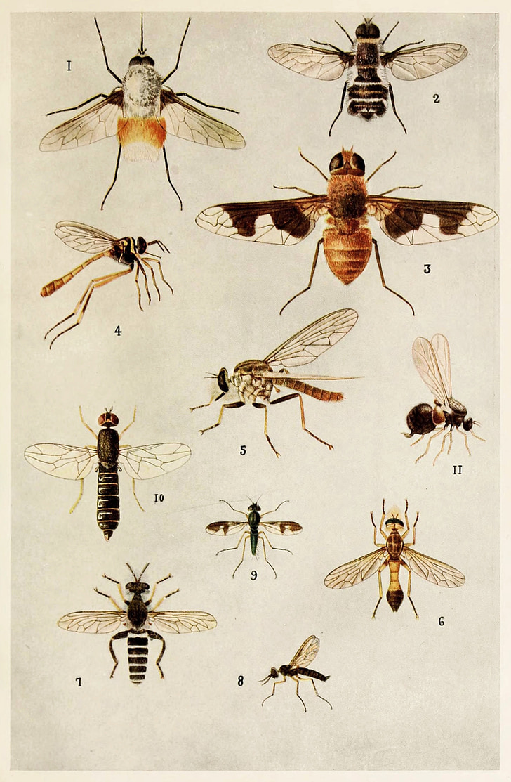 insetti, indiano, vita, Harold, Maxwell, Lefroy, libro