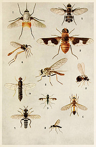 insetos, indiano, vida, Harold, Maxwell, Lefroy, livro