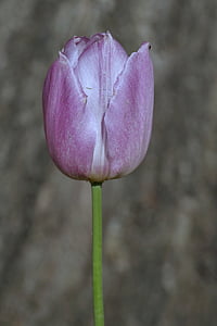 tulip, violet, dark, single, flower, vertically, the petals
