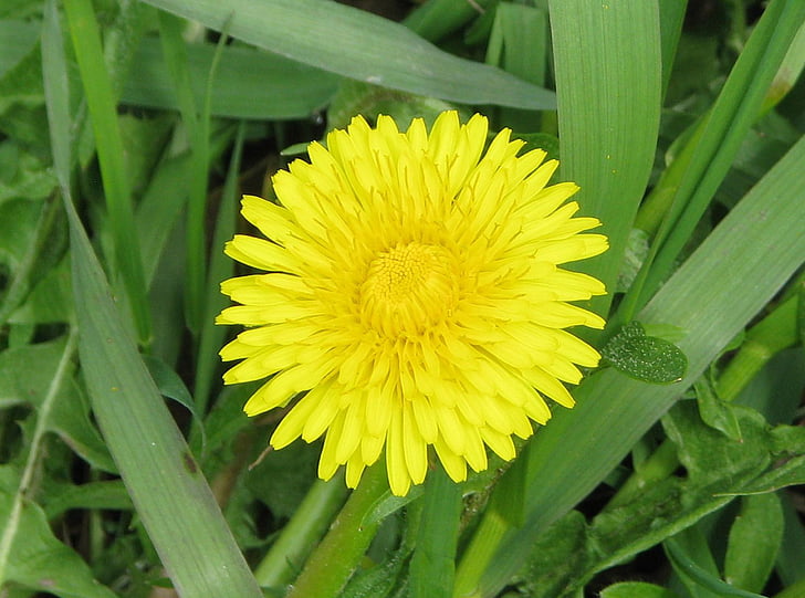 zajednički maslačak, ili izleta nekolicine, travnjak trave, moneymore, Ontario, Kanada