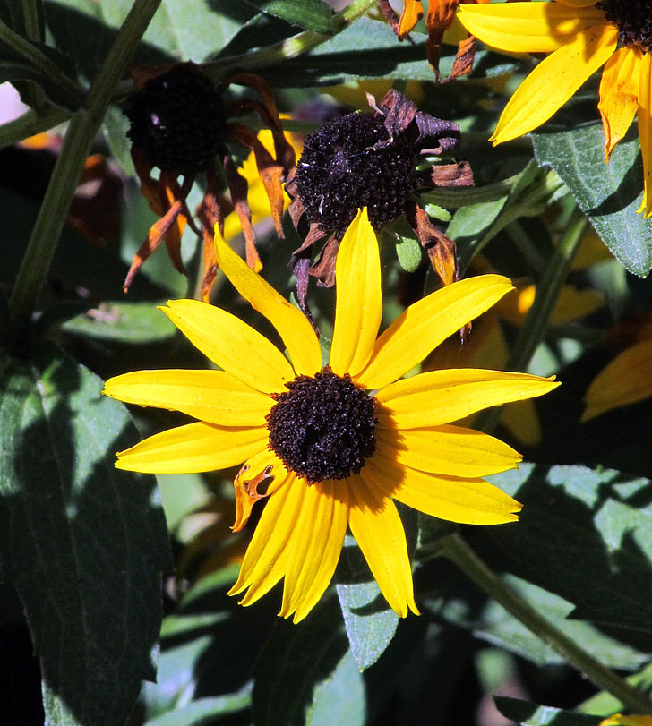 flor de susan Brown-eyed, floración, flor, amarillo, marrón, Plan de, flores