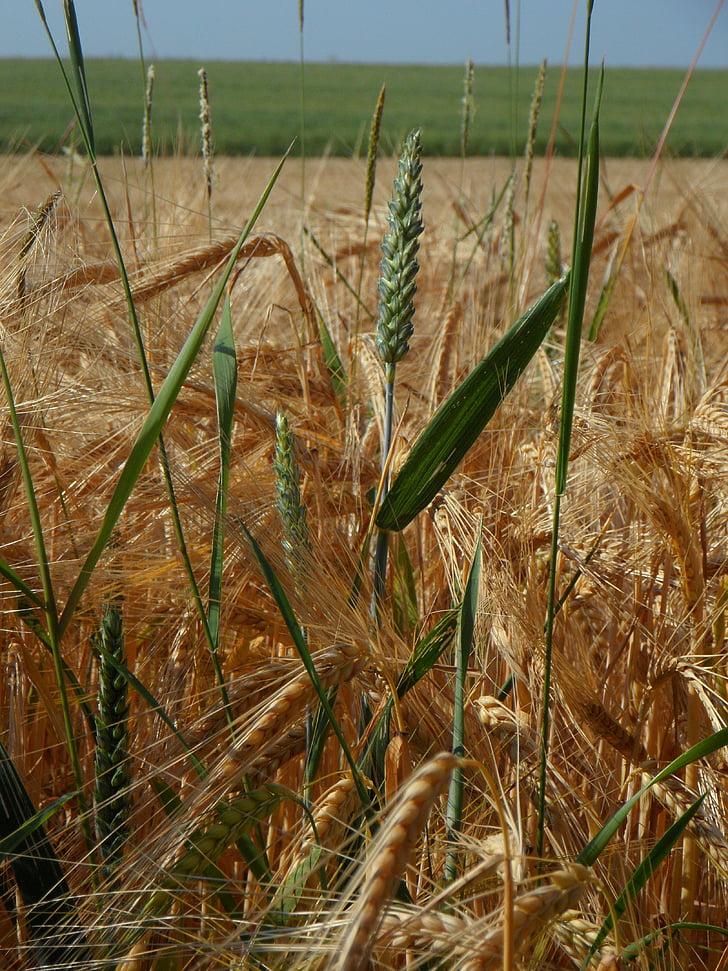 cereals, plant, grain, agriculture, summer, barley, field