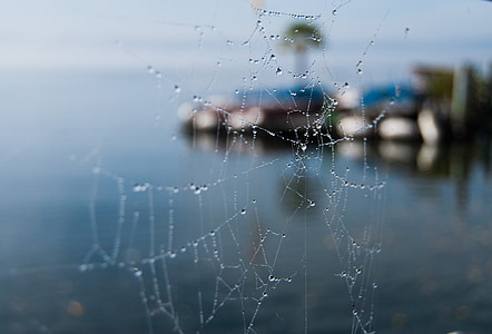 Cobweb, Dewdrop, air, Danau constance, sarang laba-laba, menetes, jaring laba-laba