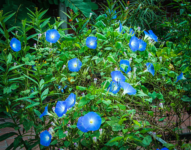 debesu zilā krāsā, no rīta glory, no rīta glories, convolvulaceae, ziedi, vīnogulāju, daudzgadīgu