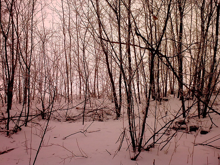 forest, snow, trees