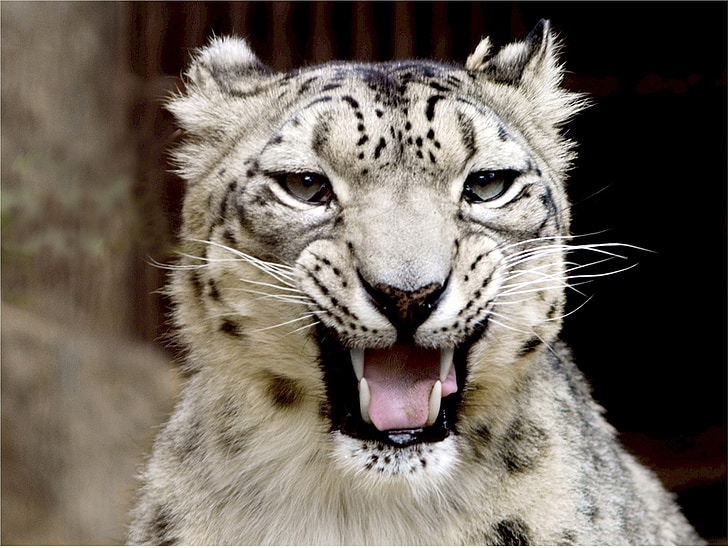 snow leopard, portrait, looking, growling, stare, face, head