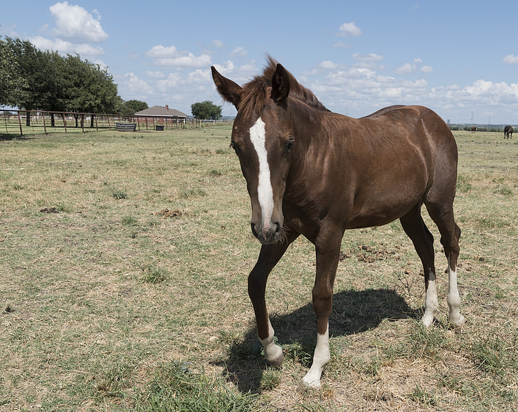 Quarter horse, hospodářská zvířata, zvíře, ranč, pastviny, země, venkovní