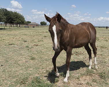 calul trimestru, efectivele de animale, animale, Ranch-ul, păşune, Tara, în aer liber