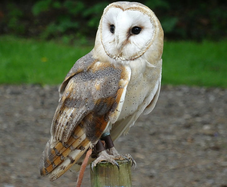barn owl, york wildlife park, bird of prey, outdoor, one animal, bird, animal themes