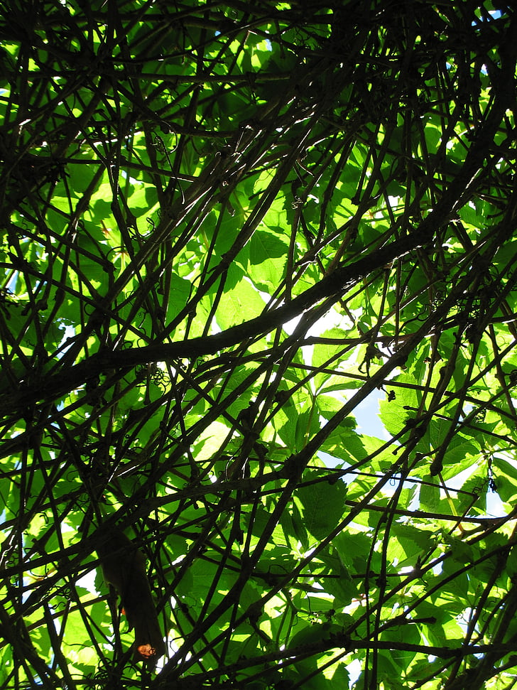 hình ảnh mùa hè, tán lá, chi nhánh, Thiên nhiên, cây, nguồn gốc, rừng