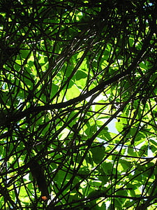 夏の写真, 紅葉, 枝, 自然, ツリー, 背景, フォレスト