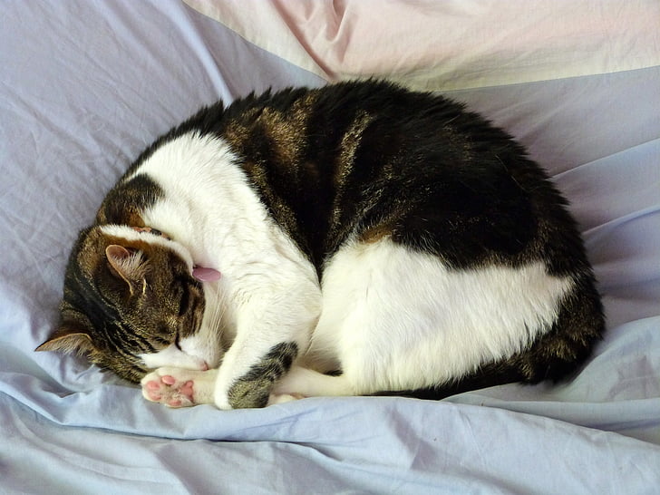 Kot, spanie, ochrony dostępu do sieci, łóżko, portret, zwierzętom, domowe