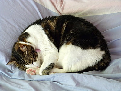 γάτα, στον ύπνο, NAP, κρεβάτι, πορτρέτο, κατοικίδιο ζώο, εγχώρια